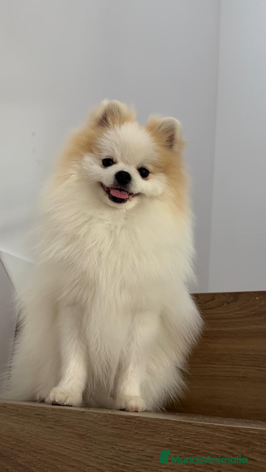 Pomerania perros en venta: Lulú Pomerania Macho Línea Rusa  - Anuncio 5