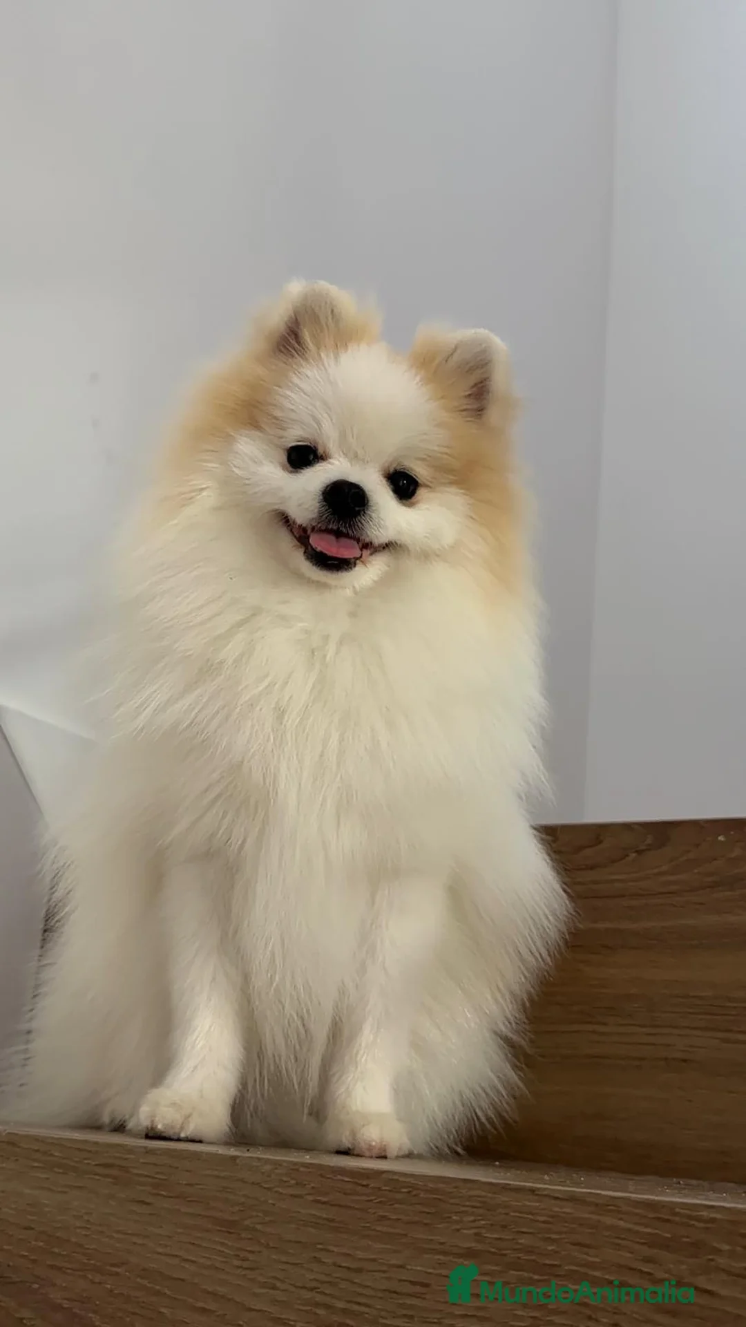 Pomerania perros en venta: Pomerania TOY Macho Línea Rusa  - Anuncio 5