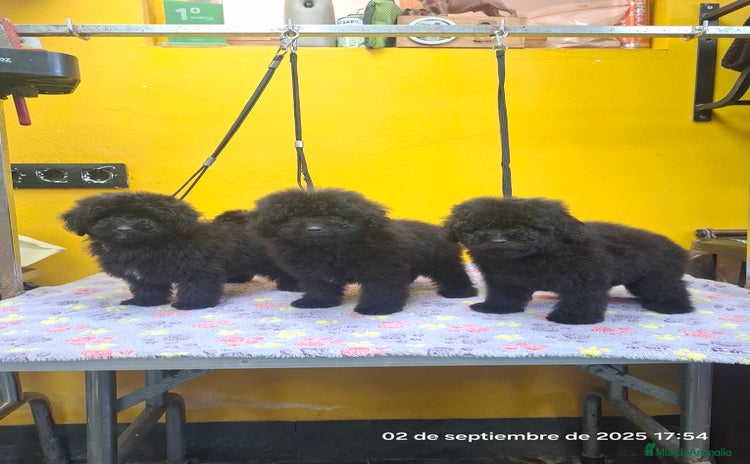 Caniche Toy perros - Anuncio 1
