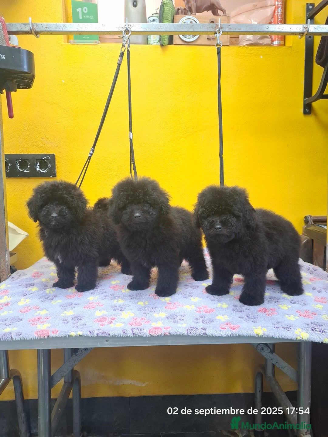 Caniche Toy perros en venta: Cachorros de caniche toy - Imagen 1