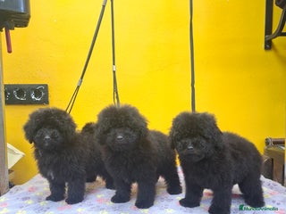 Caniche Toy perros - Anuncio 5