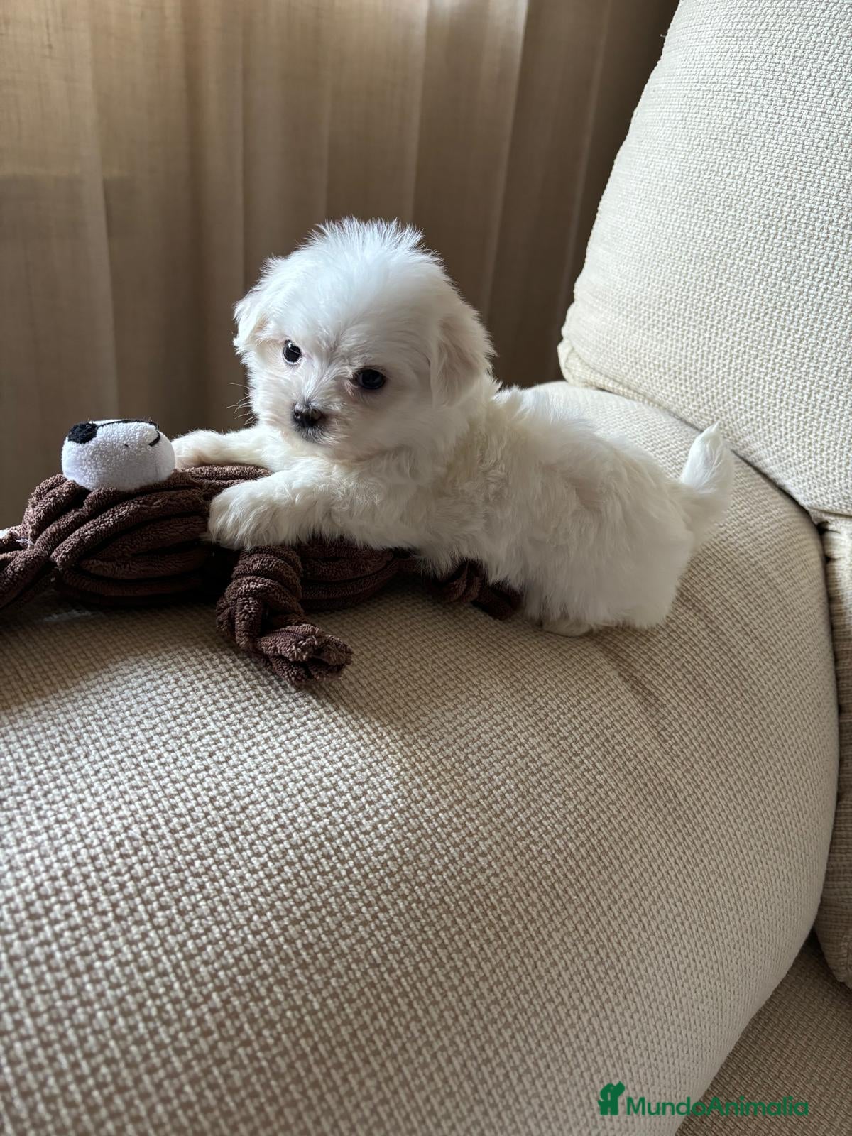 Bichón Maltés perros Bichon Maltés toy  - Anuncio 2