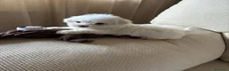 Bichón Maltés perros en venta: Bichon Maltés toy  - Anuncio 1