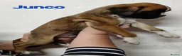 Boxer perros en venta: Camada " J " del Pimpanón  - Anuncio 17