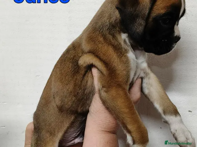 Boxer perros en venta: Camada " J " del Pimpanón - Anuncio 2
