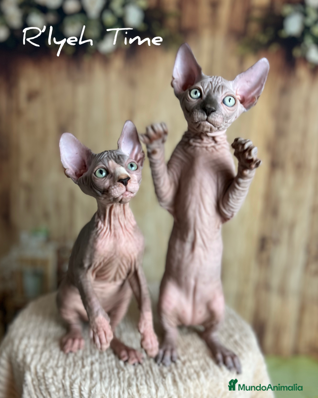 Sphynx gatos en venta: Sphynx - Imagen 4
