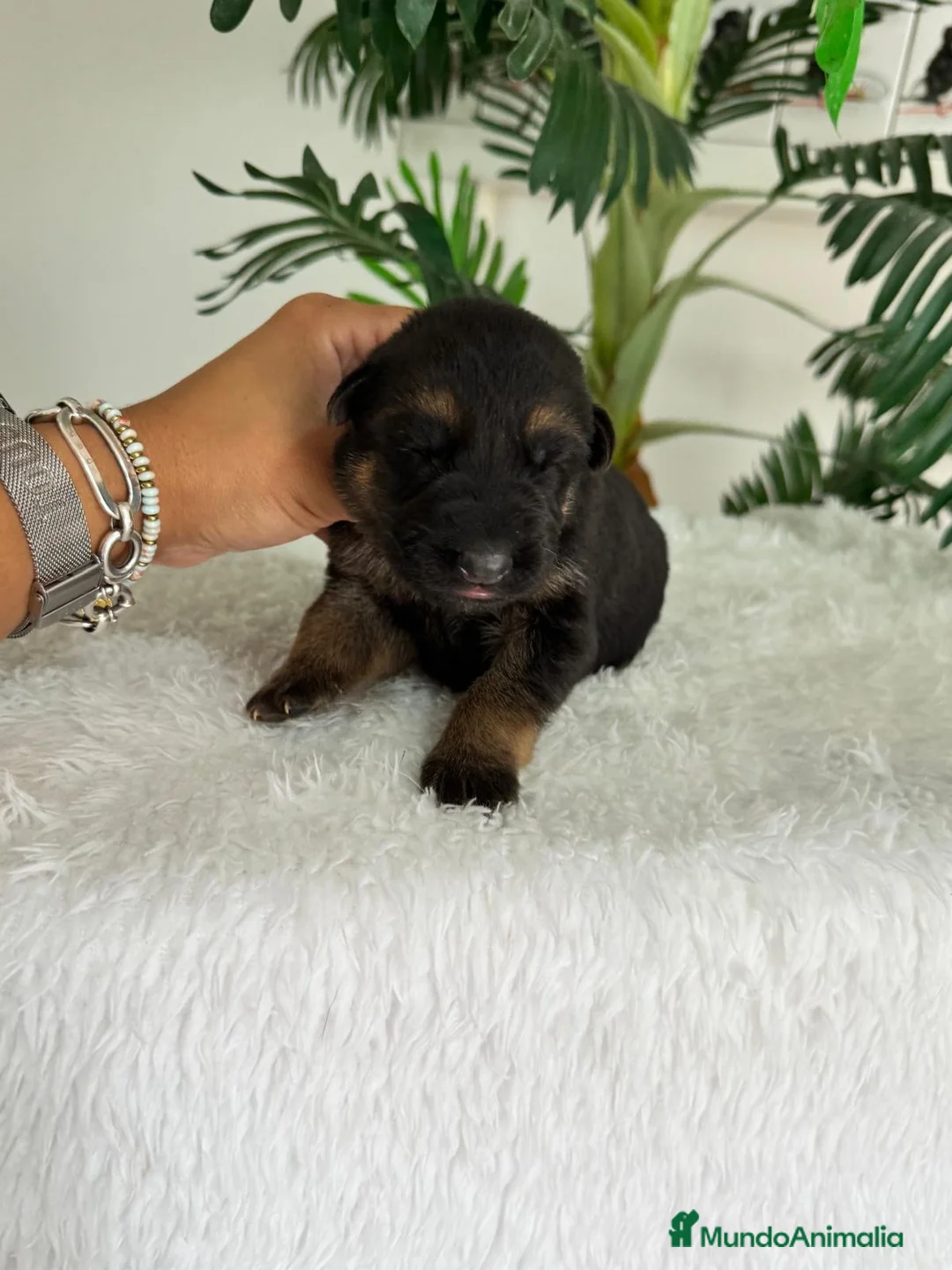 Pastor Alemán perros en venta: PASTOR ALEMAN - Anuncio 2