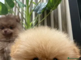 Pomerania perros pomerania - Anuncio 1
