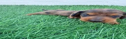 Teckel Miniatura perros en venta: Teckel Miniatura - Anuncio 21