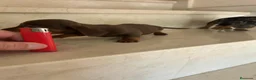 Teckel perros en venta: Teckel kanichen maxima calidad - Anuncio 6