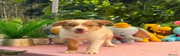 Border Collie perros en venta: Border collie merle machos - Anuncio 1
