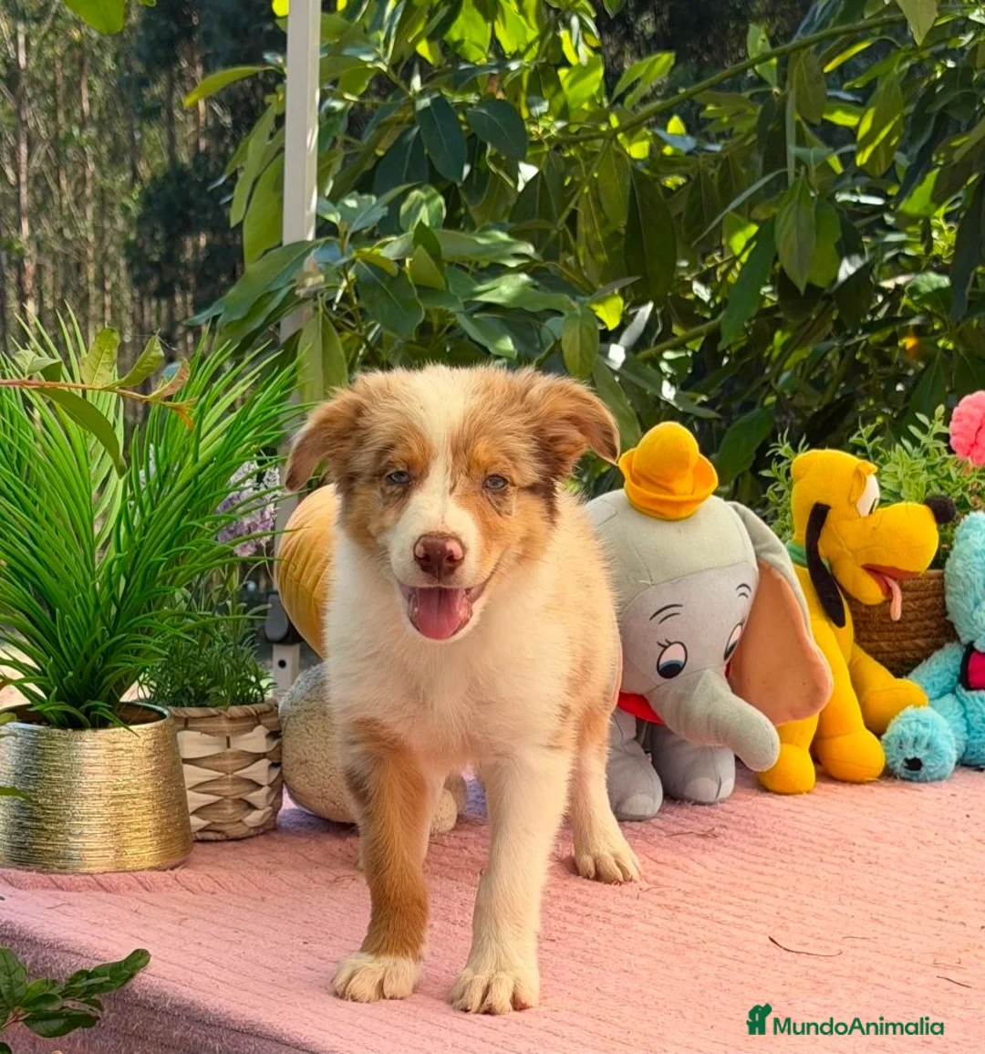 Border Collie perros en venta: Border collie merle machos - Anuncio 1