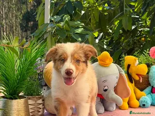Border Collie perros Border collie merle machos - Anuncio 1