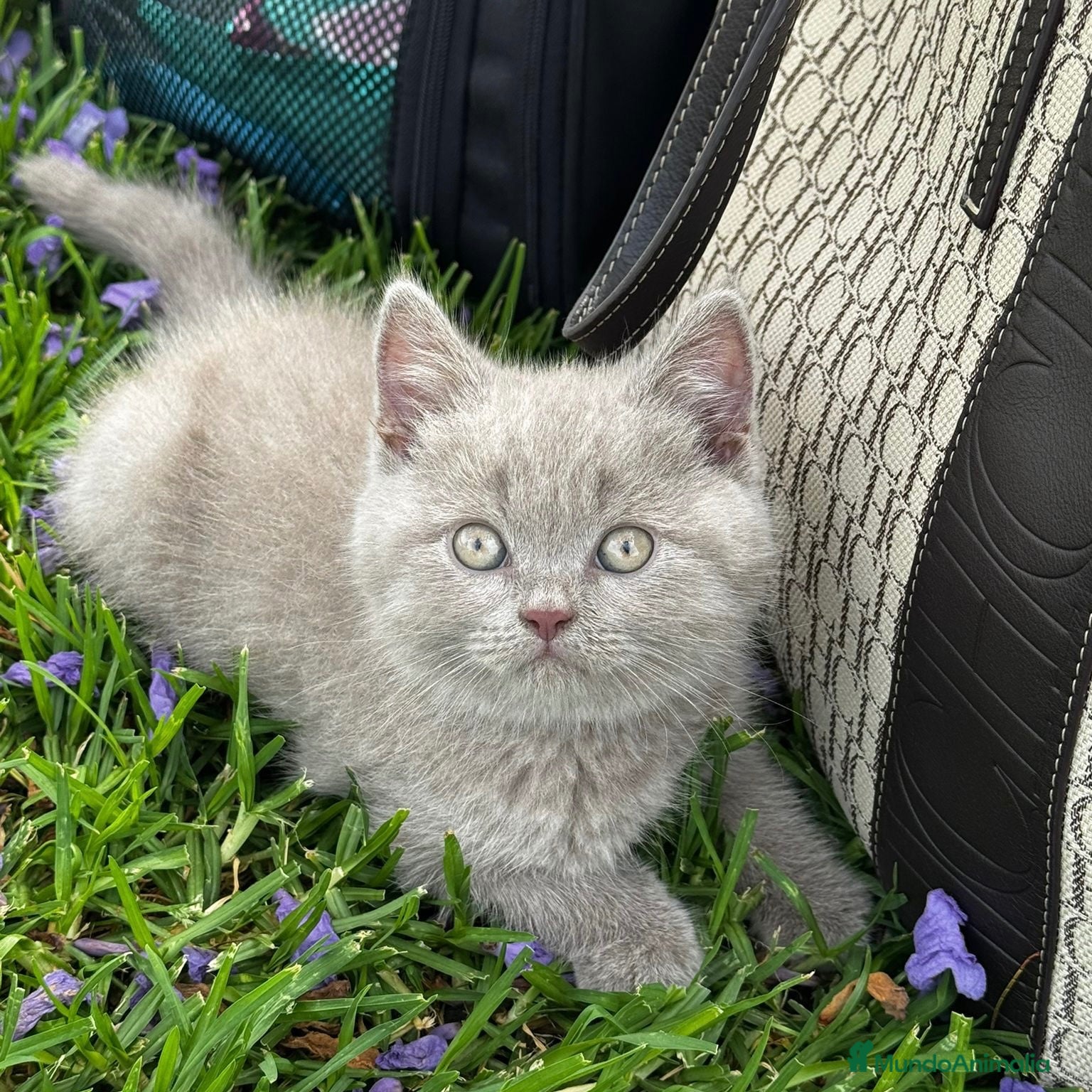 Británico de Pelo Corto gatos British Lilac  - Anuncio 3