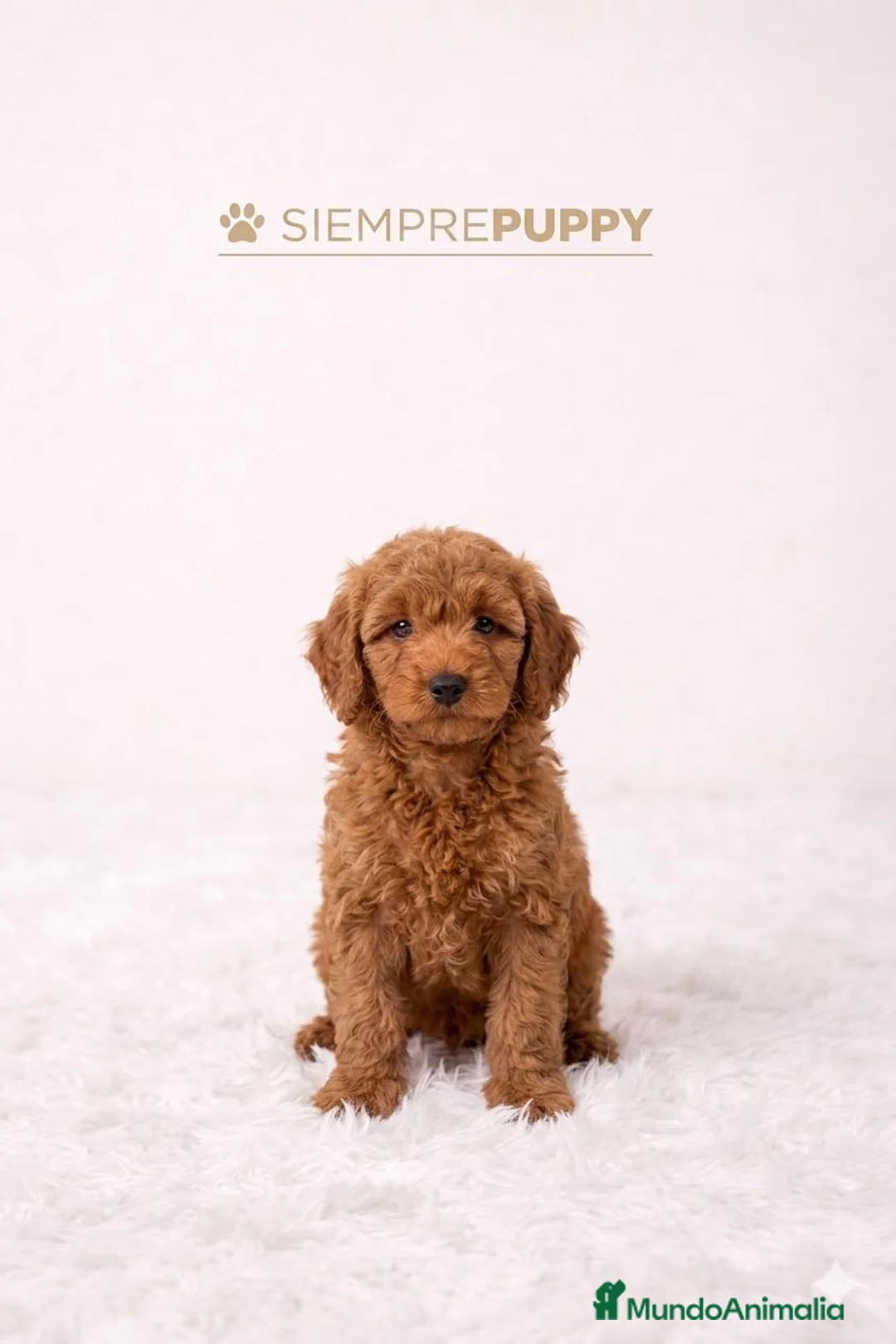 Caniche Enano perros en venta: CANICHE ENANA HEMBRA ROJA - Anuncio 1