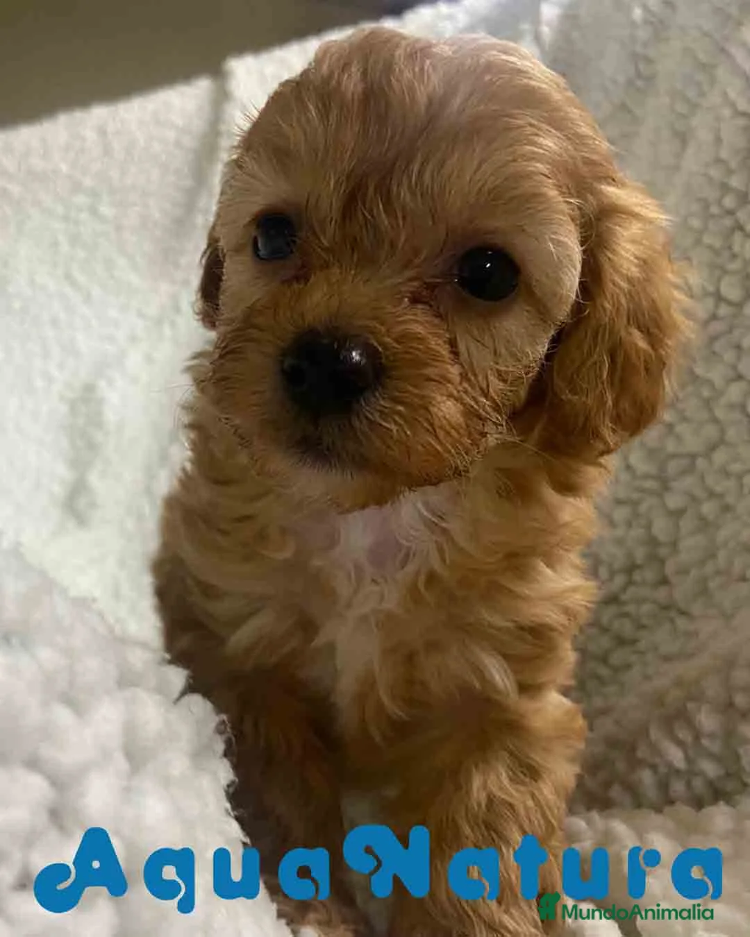 Havapoo perros en venta: Havapoo Hembra 2 de Haya y Can AQUANATURA - Anuncio 7