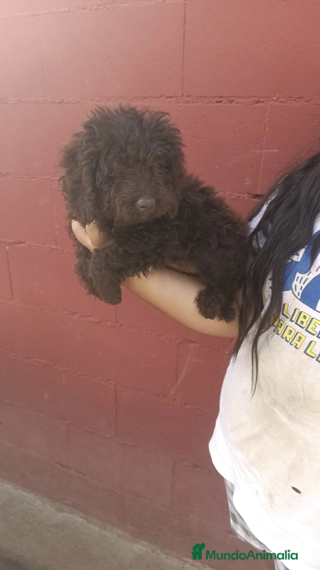 Perro de Agua Español perros en venta: Última perra de agua disponible!!!🐶🐾 - Anuncio 1