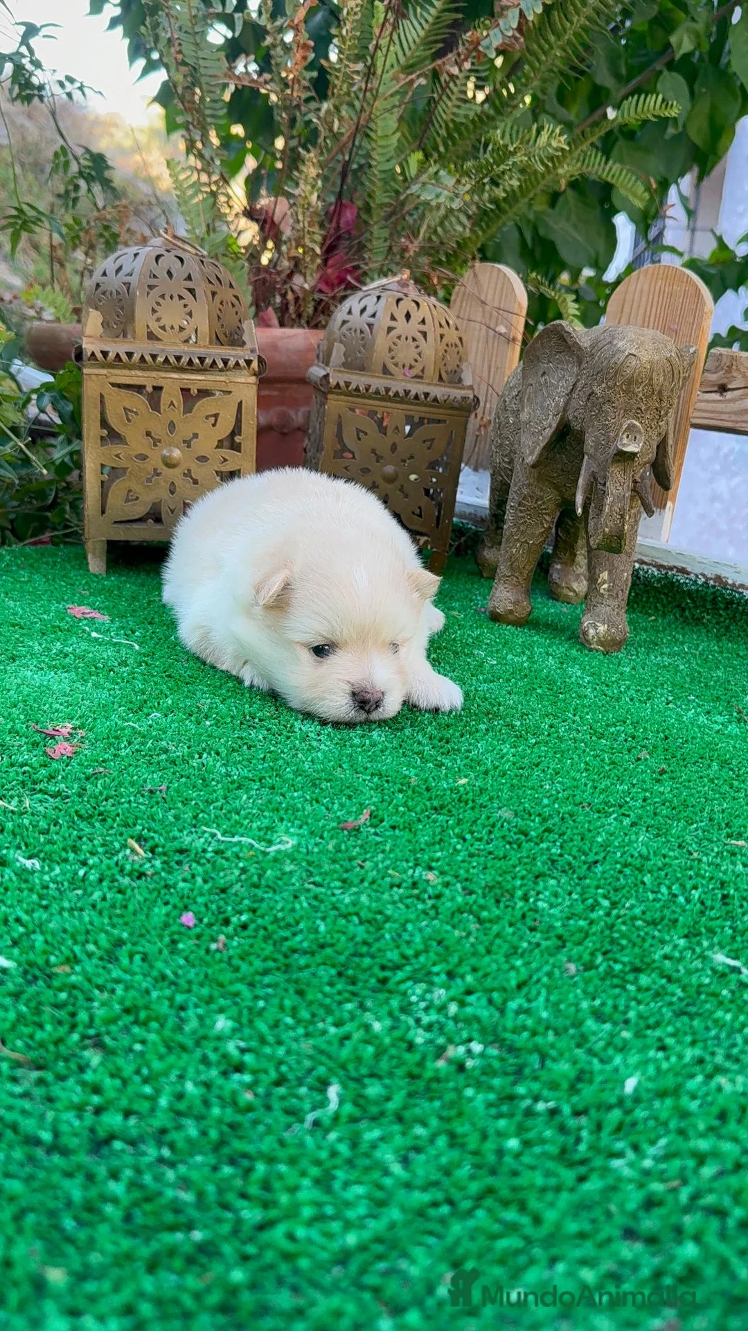 Pomerania perros en venta: Pomerania lulu blanco crema Toy peludito - Anuncio 2