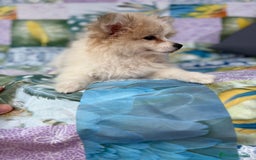 Pomerania perros en venta: Preciosa pomerania hembra - Imagen 4