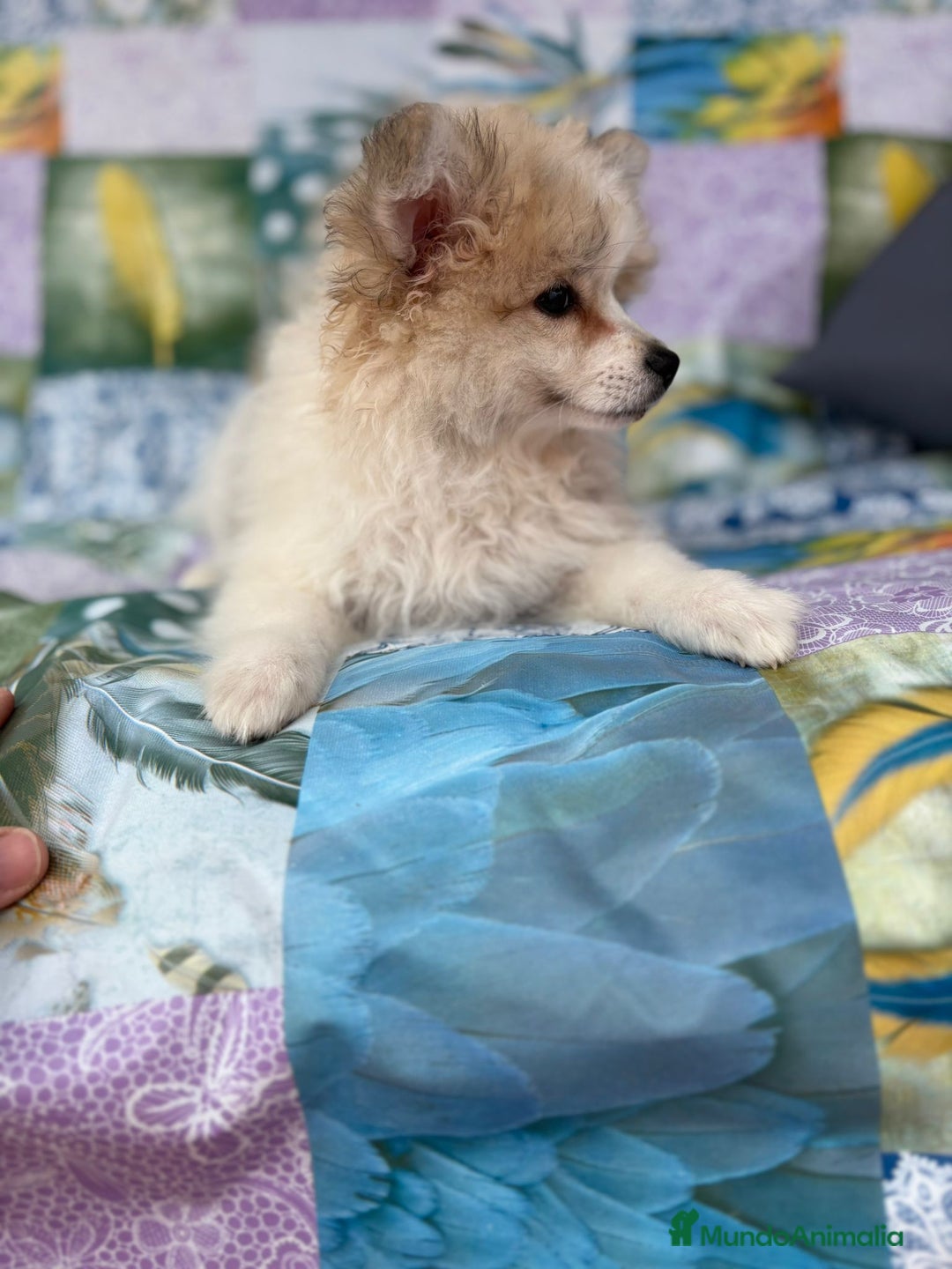 Pomerania perros en venta: Preciosa pomerania hembra - Imagen 4
