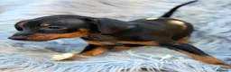 Pinscher Miniatura perros en venta: Mini pinscher macho 💙🐾 - Anuncio 3
