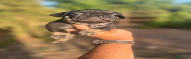 Bulldog Francés 1