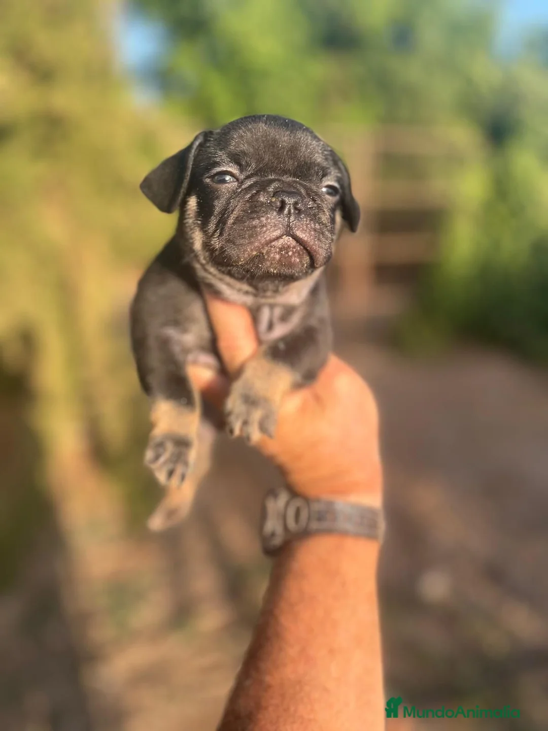 Bulldog Francés perros en venta: Bulldog Frances Black and Tan - Anuncio 2