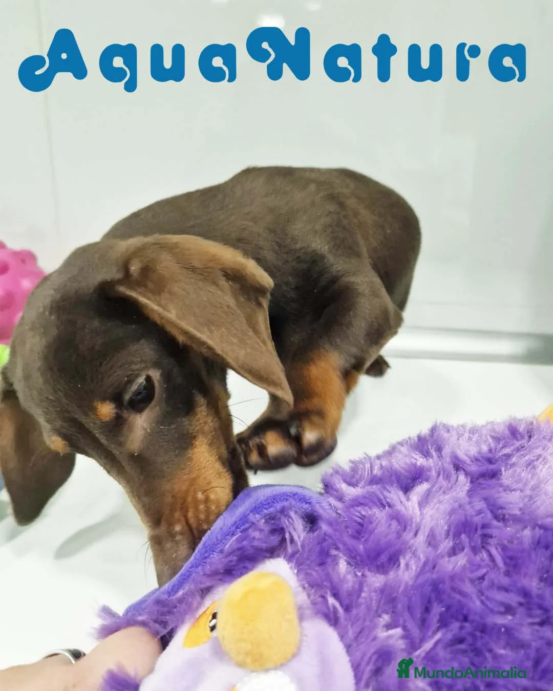 Teckel perros en venta: Teckel Macho de Lena 4482 AQUANATURA - Anuncio 2