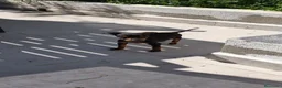Pinscher Miniatura perros en venta: Mini pinscher  - Anuncio 3