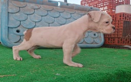 Boxer perros en venta: Cachorrito Boxer - Imagen 2