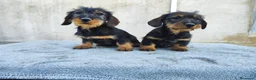Teckel perros en venta: Teckel standar de pelo duro - Anuncio 4