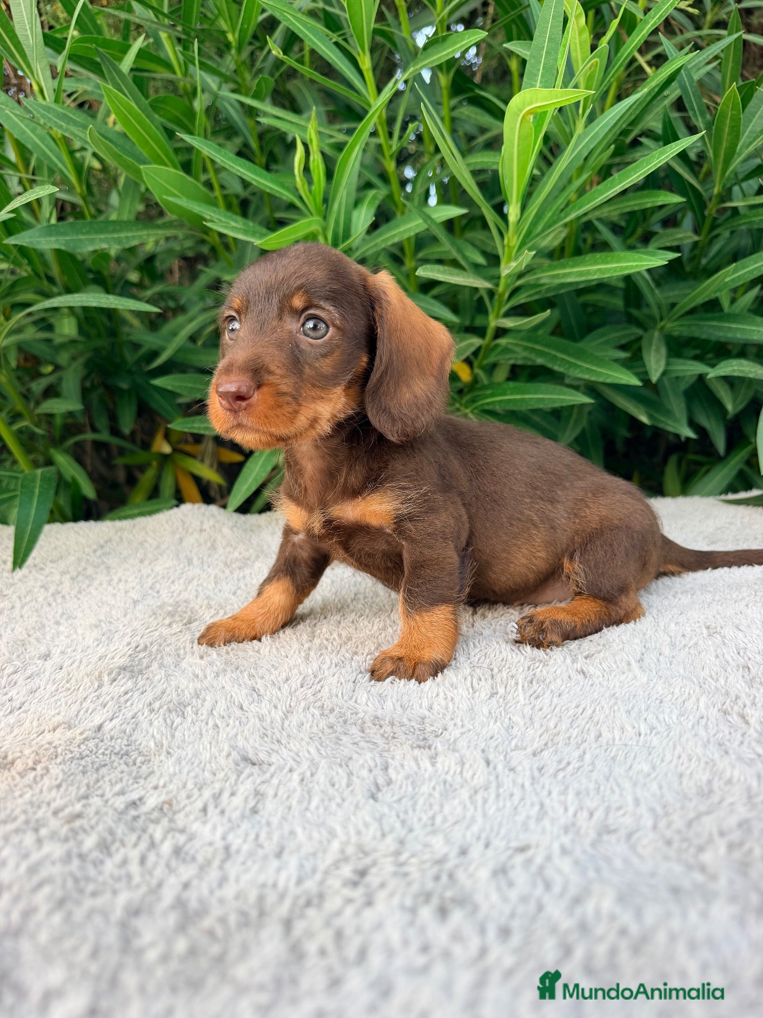Teckel Miniatura perros TECKEL MINIATURA CHOCOLATE  - Anuncio 2