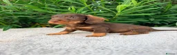 Teckel Miniatura perros en venta: TECKEL MINIATURA CHOCOLATE  - Anuncio 1