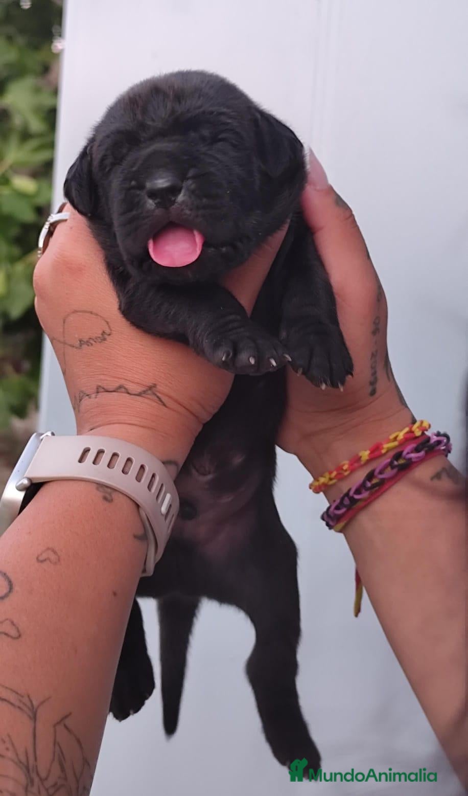 Cane Corso perros Cachorro de Cane Corso  - Anuncio 1