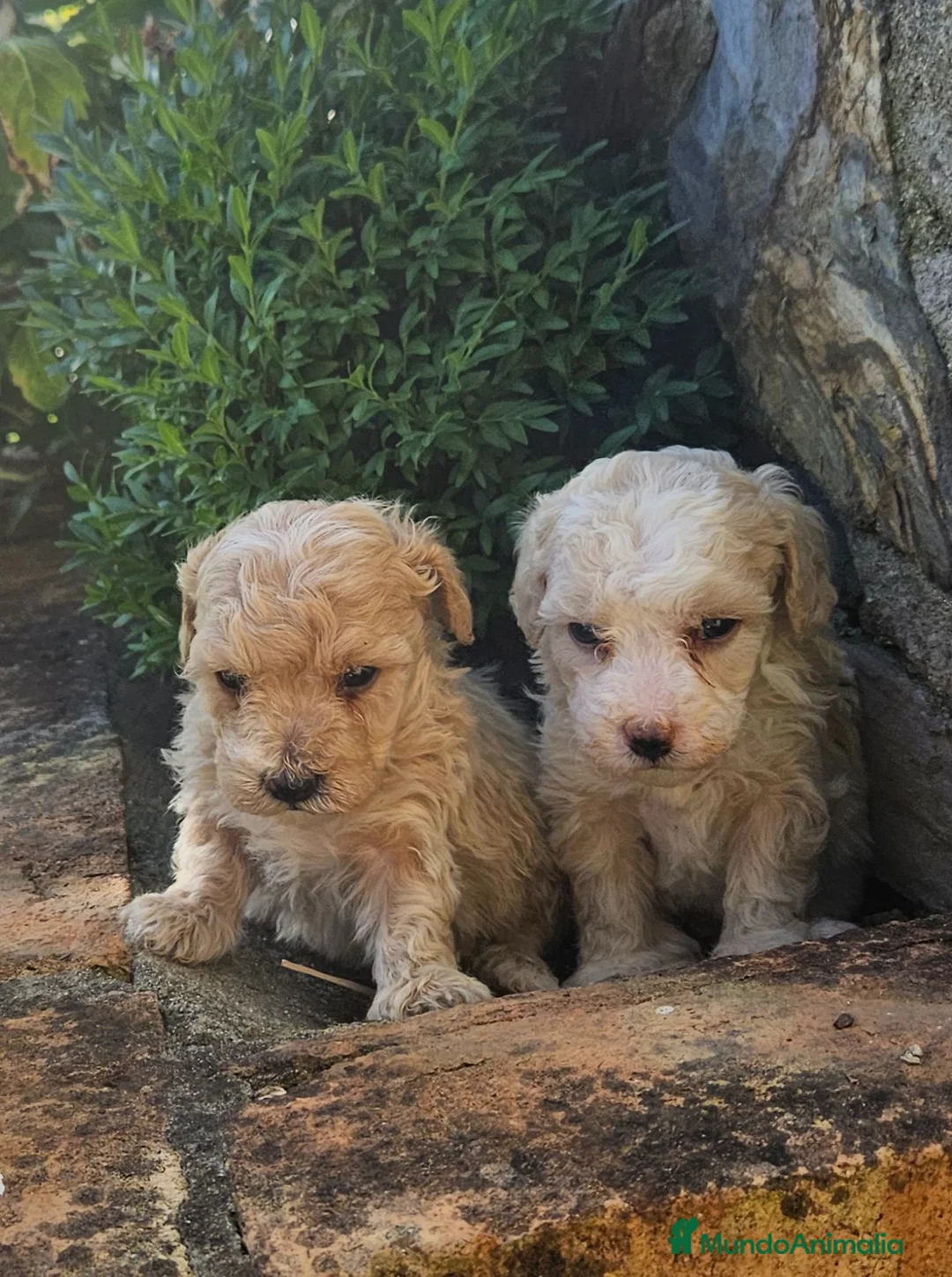 Maltipoo perros en venta: Cachorros Maltipoo  - Anuncio 1
