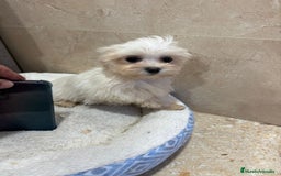 Bichón Maltés perros en venta: Bichon maltés toy  - Anuncio 7