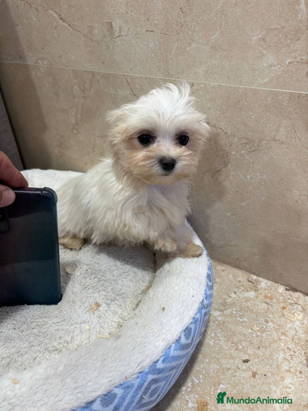 Bichón Maltés perros en venta: Bichon maltés toy  - Anuncio 7