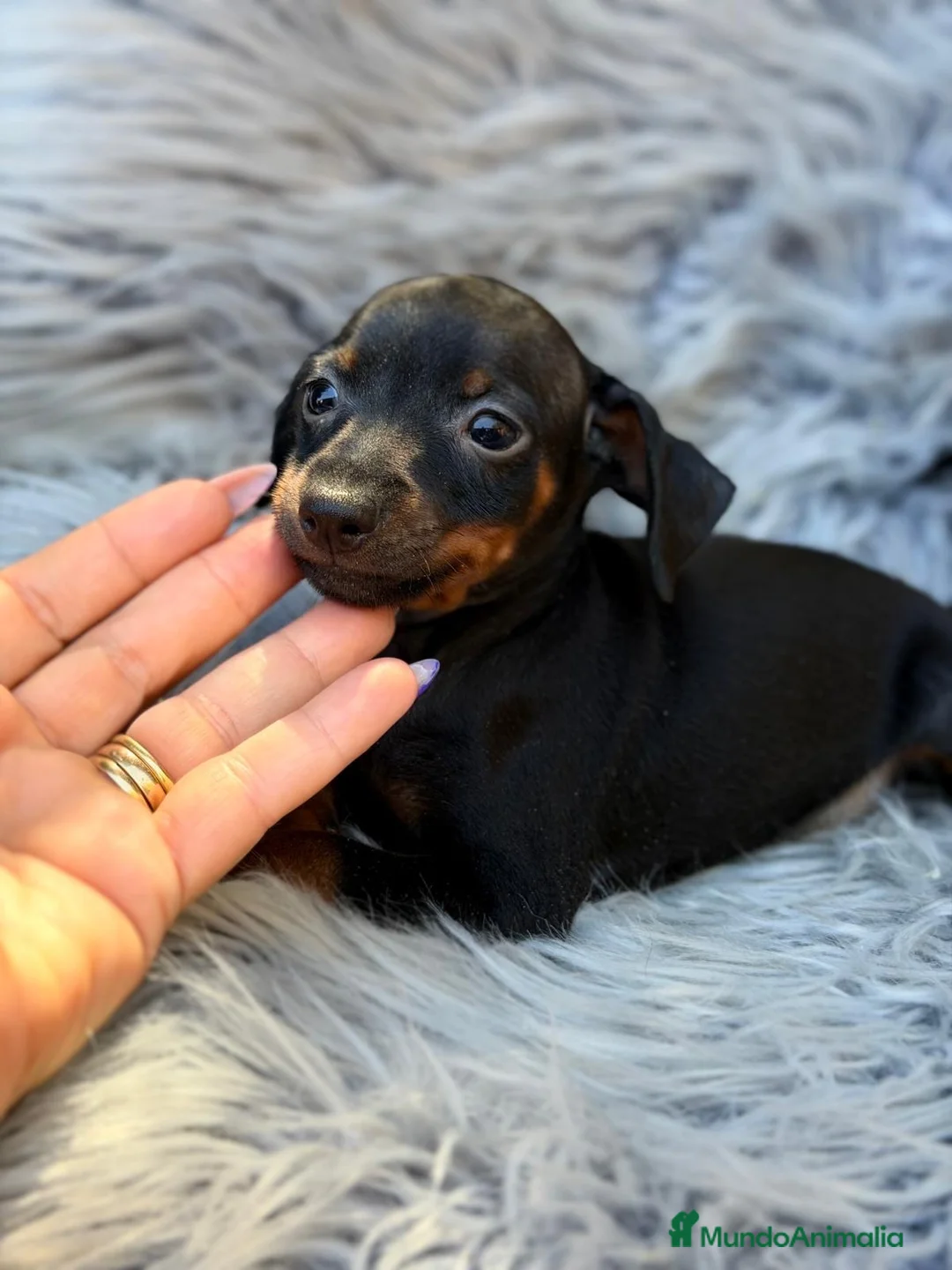 Pinscher Miniatura perros en venta: Precioso pinscher miniatura 💙🐾 - Anuncio 3