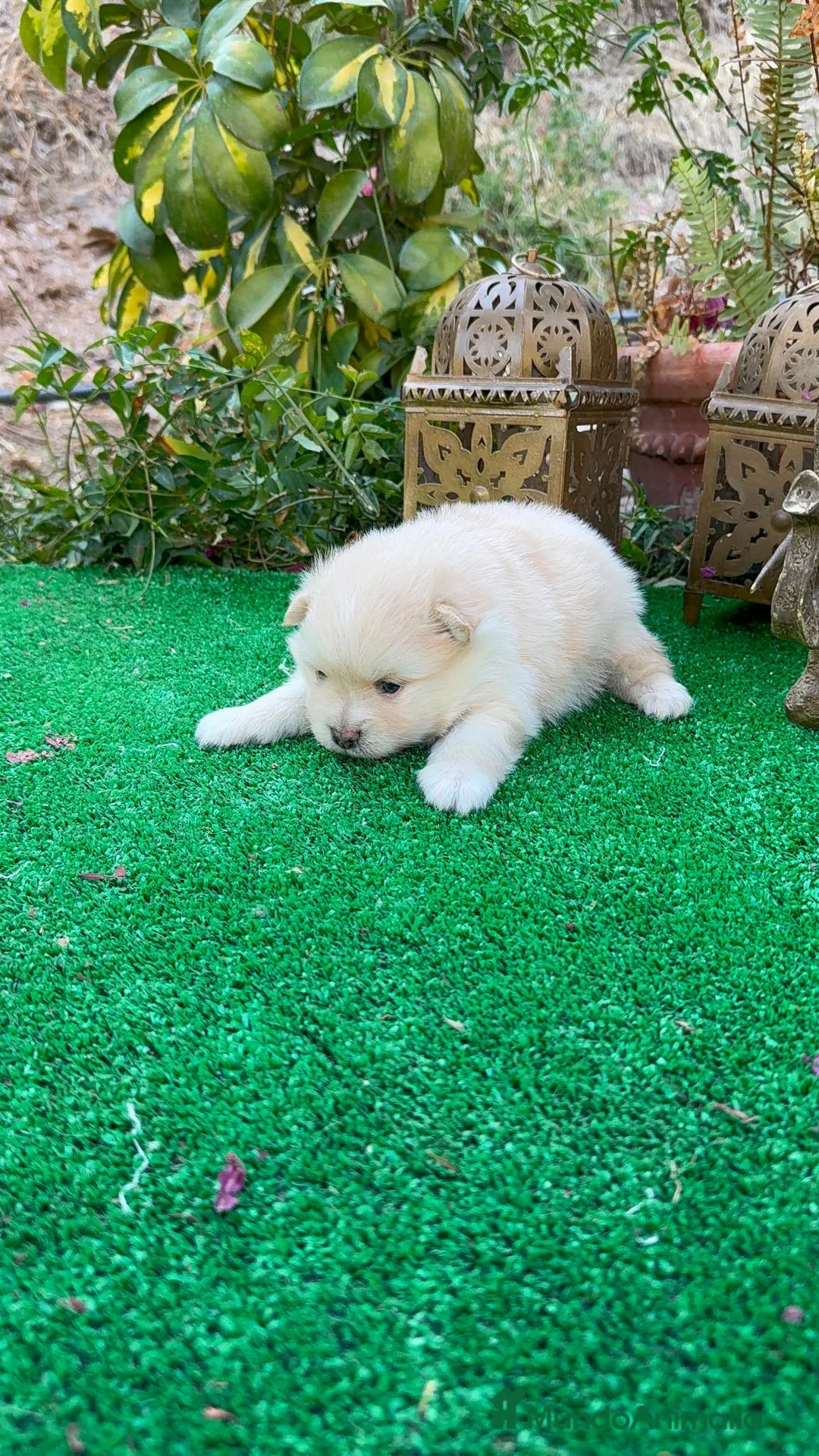 Pomerania perros en venta: Pomerania lulu blanco crema Toy peludito - Anuncio 1