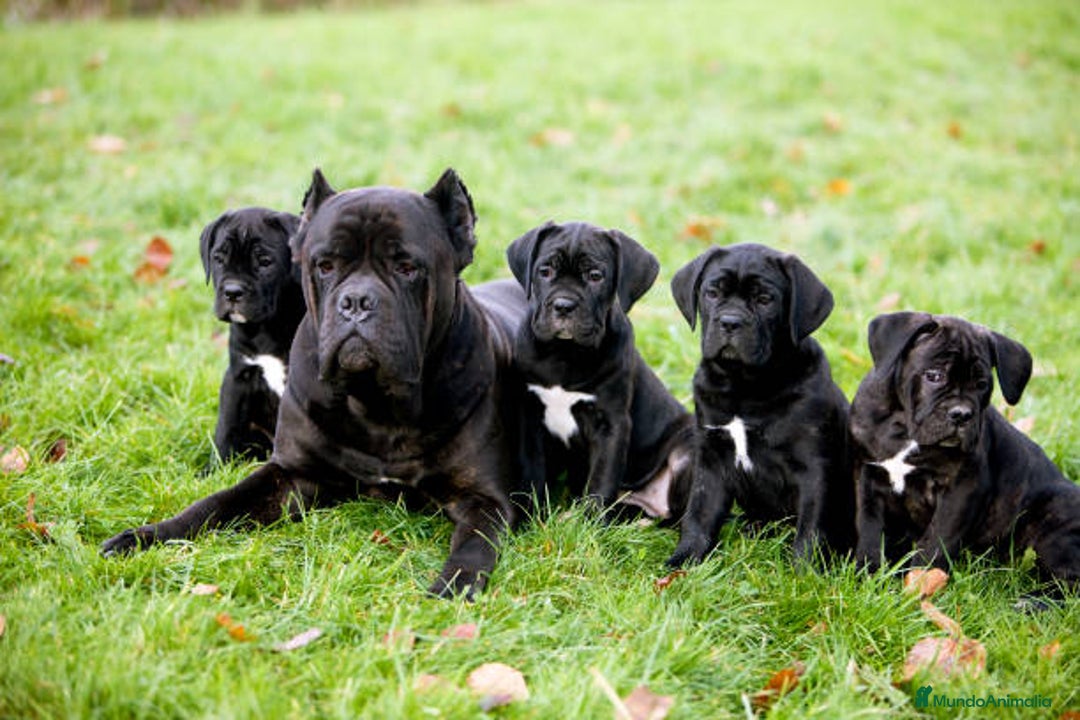 Cane Corso perros en venta: CANE CORSO CACHORROS DE CALIDAD - Anuncio 4