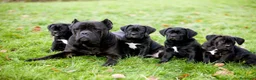 Cane Corso perros en venta: CANE CORSO CACHORROS DE CALIDAD - Anuncio 4