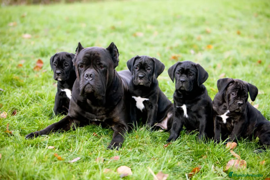 Cane Corso perros en venta: CANE CORSO CACHORROS DE CALIDAD - Anuncio 4
