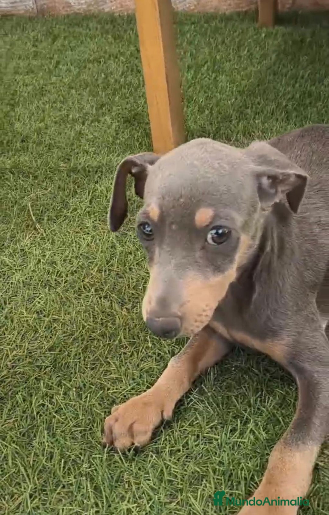 Pinscher Miniatura perros en venta: Mini-pinscher blue Macho  - Imagen 7