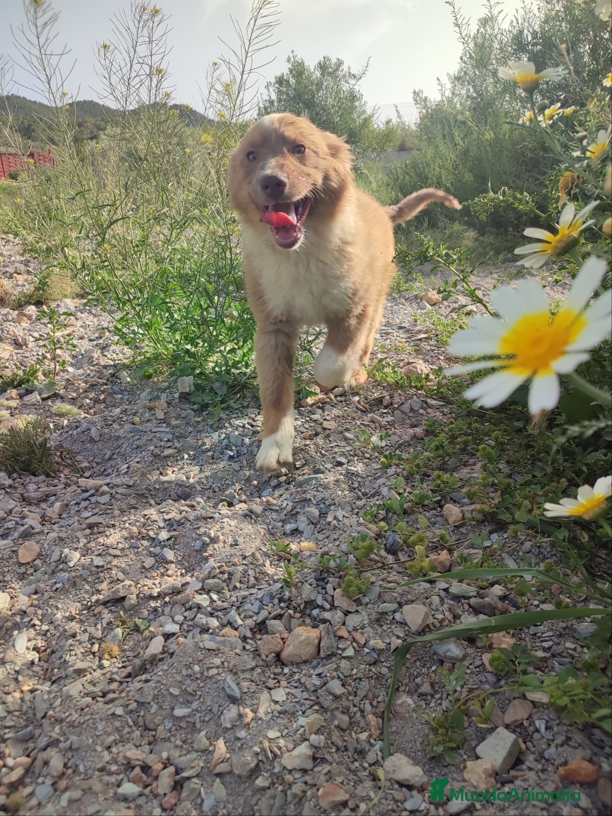 Pastor Miniatura Americano perros PASTOR AMERICANO MINIATURA - Anuncio 2