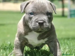 American Staffordshire-Terrier perros AMERICAN STAFFORD CACHORROS , BLUE , CHAMPAGNE... - Anuncio 2