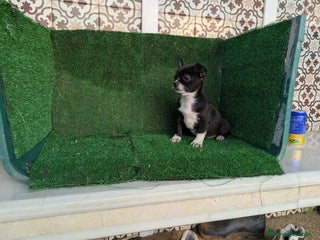 Chihuahua perros Chihuahua - Anuncio 27