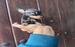 Pinscher Miniatura perros en venta: MINI PINSCHER MUNIATURA - Anuncio 18