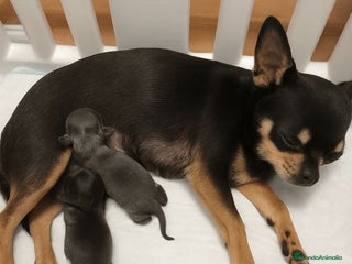 Chihuahua perros Camada de Chihuahua Toy - Anuncio 2