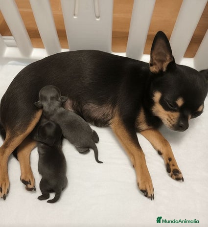 Chihuahua perros Camada de Chihuahua Toy - Anuncio 3