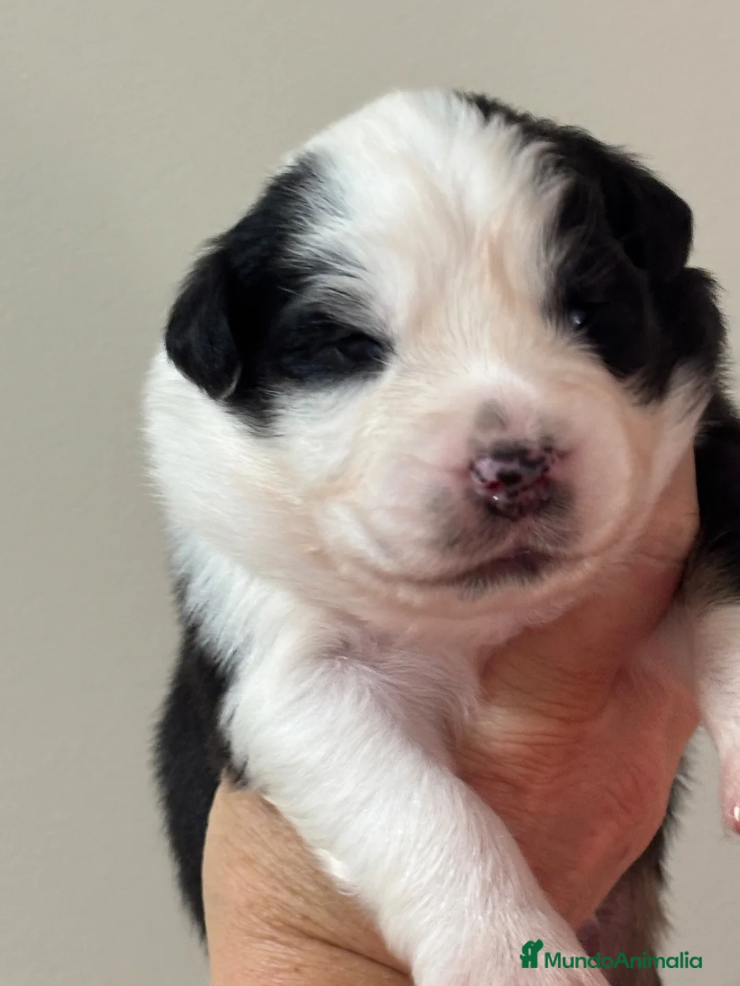 Pastor Australiano perros en venta: Pastor australiano cachorros  - Anuncio 2